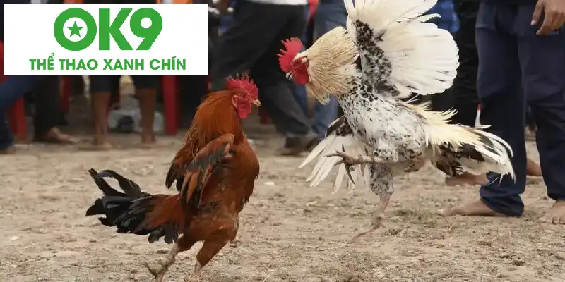 Nguyên tắc của đá gà cựa dao